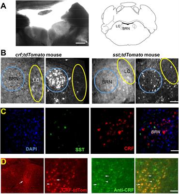 Somatostatin Neurons in the Mouse Pontine Nucleus Activate GABAA Receptor Mediated Synaptic Currents in Locus Coeruleus Neurons